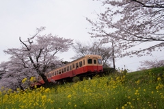 小湊鉄道　春の旅情②