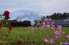 倉ケ崎の花畑風景とSL「大樹」! 倉ケ崎の花畑風景とSL「大樹」!