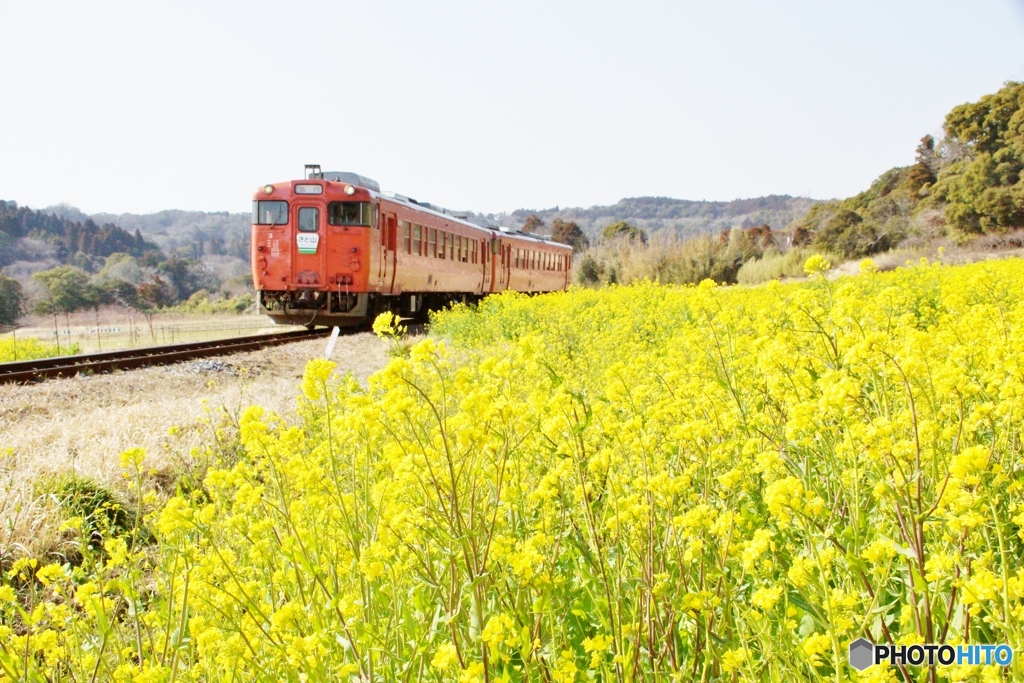 2024小湊鉄道の菜の花事情①～⑨の中の⑦