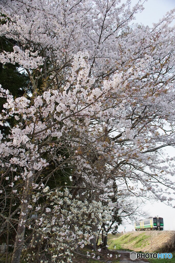 桜の中から只見線現る！