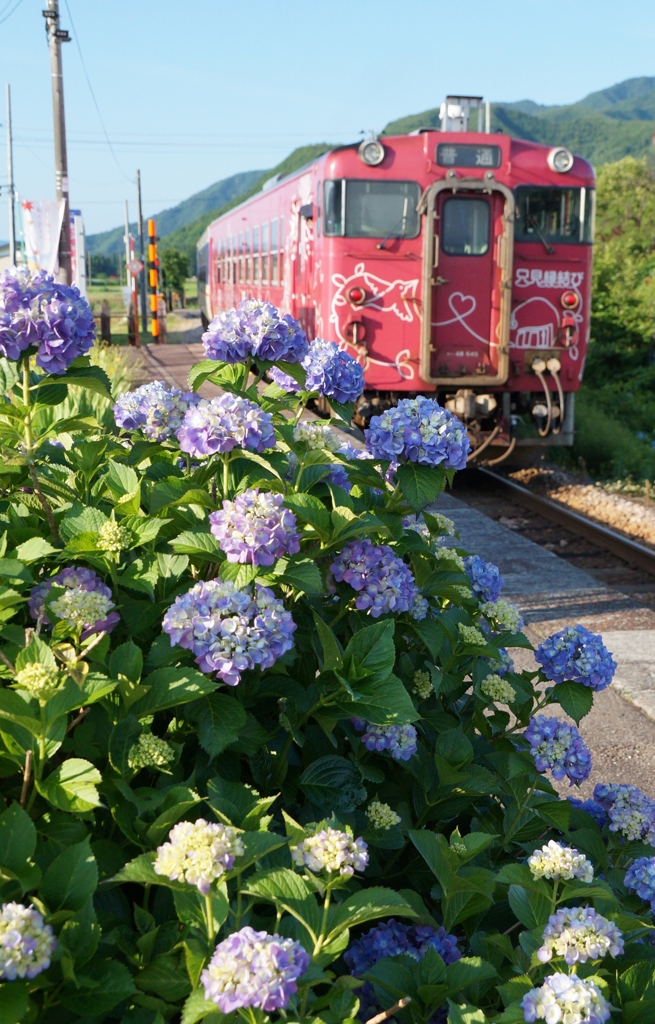 只見線のユニークなラッピング車両と紫陽花！