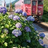 只見線のユニークなラッピング車両と紫陽花！