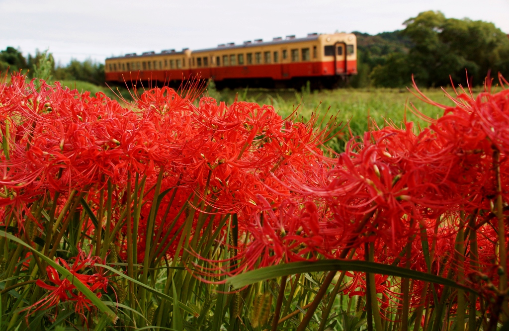 小湊鉄道の彼岸花の名所！③