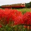 小湊鉄道の彼岸花の名所！③