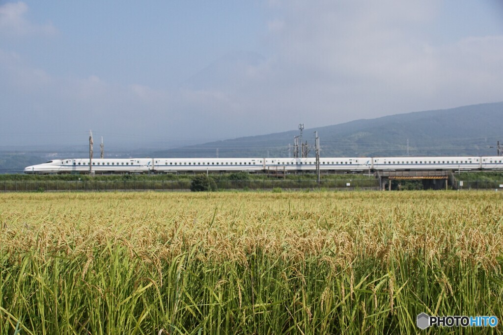 稲穂と新幹線！