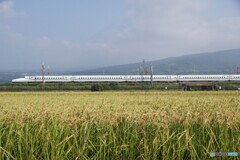 稲穂と新幹線！