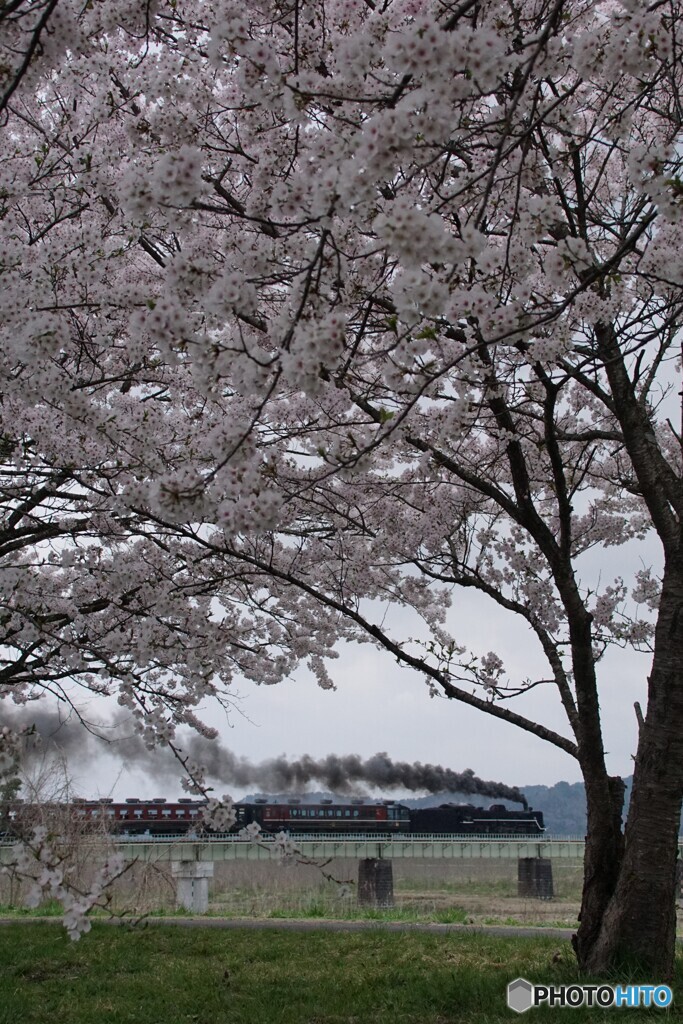 桜トンネルにばんえつ物語号！