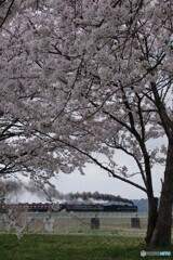 桜トンネルにばんえつ物語号！