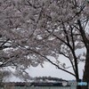 桜トンネルにばんえつ物語号！