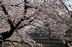 都会でも桜に埋もれて‼