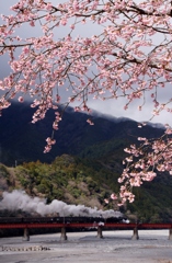 大井川鉄道の春①！