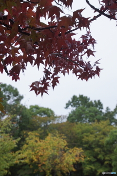 近くの紅葉に遠目の黄葉！