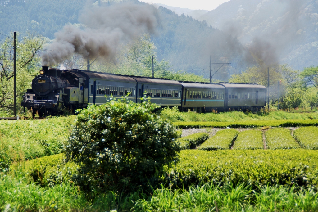 新茶シーズン！