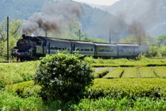 新茶シーズン！