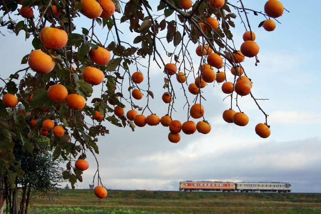 実りの柿＆ＤＣ