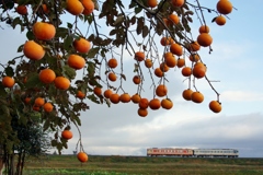 実りの柿＆ＤＣ