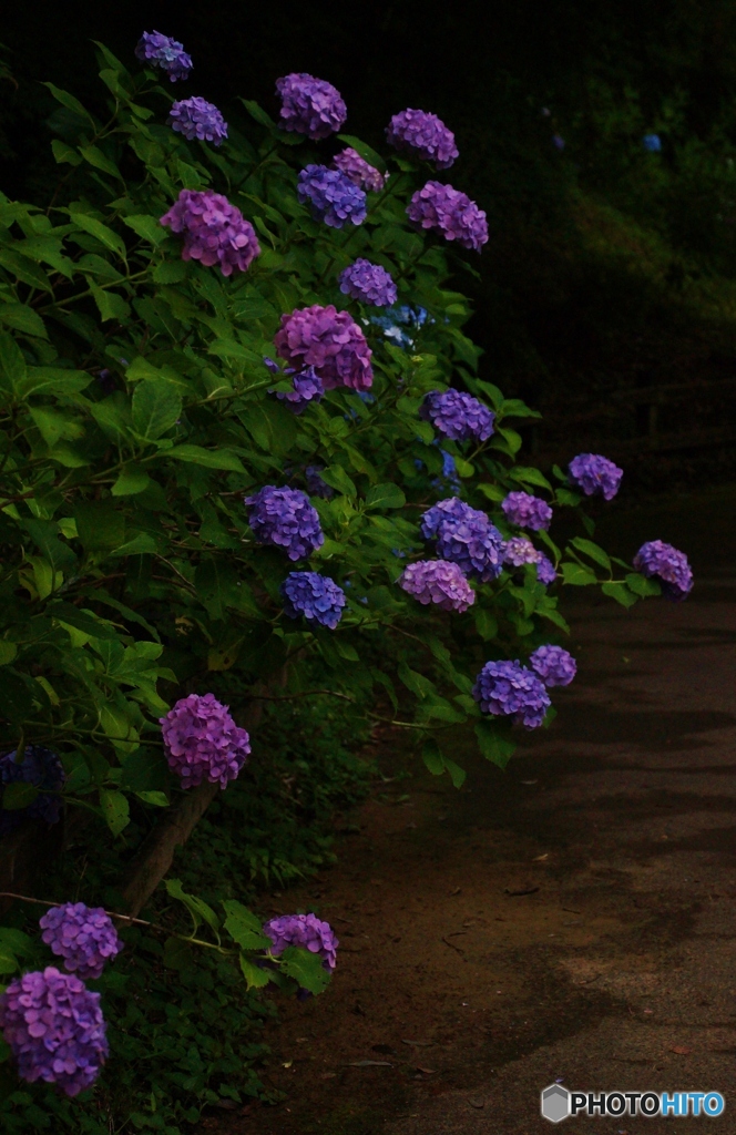 暗めの背景に浮き出る紫陽花！