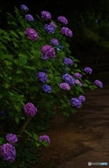 暗めの背景に浮き出る紫陽花！