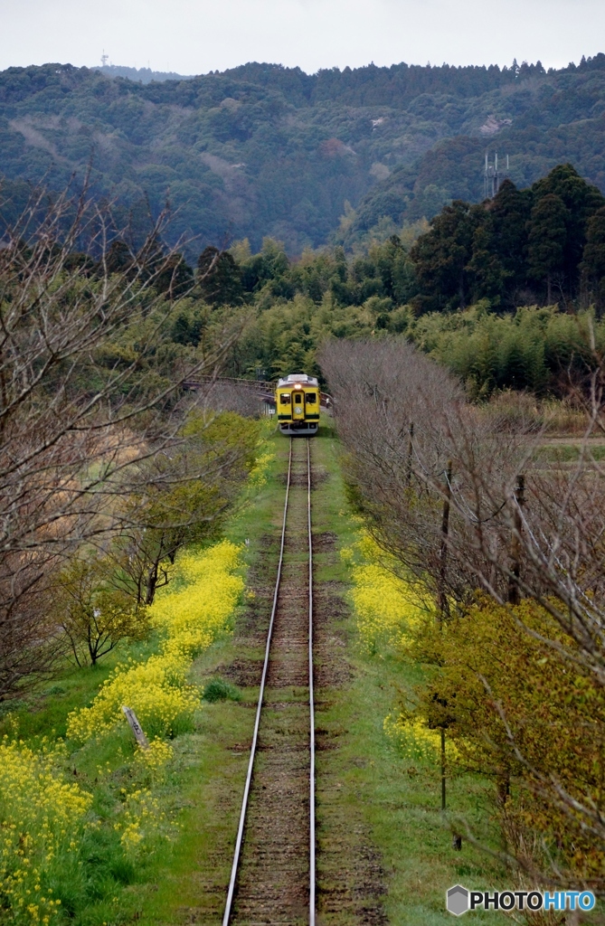 2023　いすみ鉄道　城見ヶ丘の菜の花ロード！