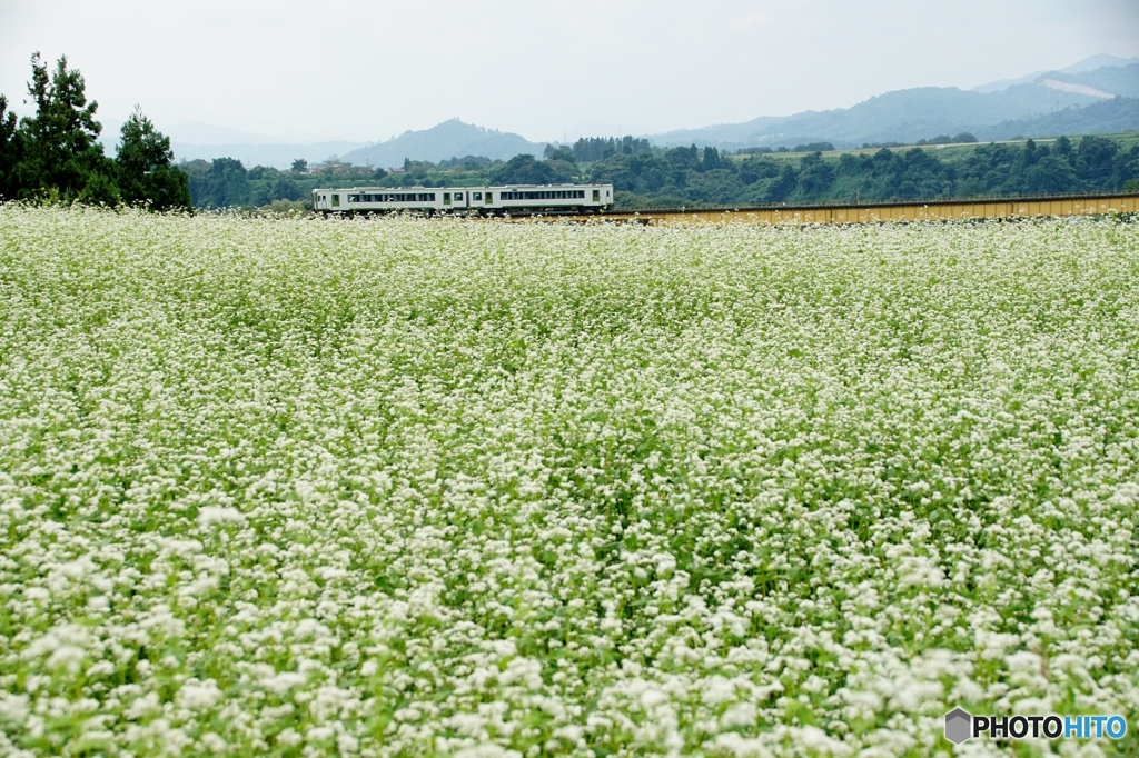 ソバの花の絨毯をキハ110が…