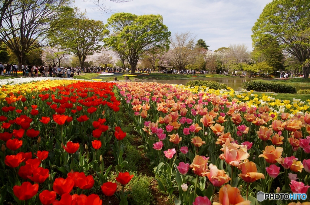 昭和記念公園　チューリップ 桜