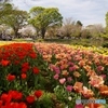 昭和記念公園　チューリップ 桜