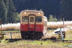 ススキ軍団から飛び出すキハ200！
