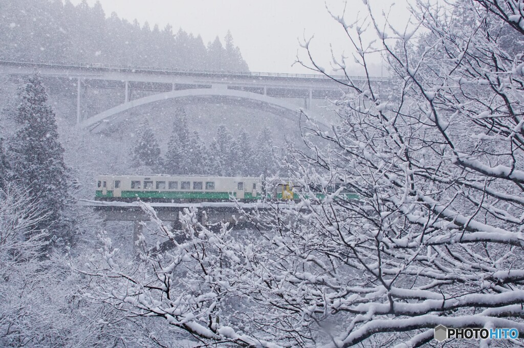 なごり雪で着雪　雪の花が咲く！