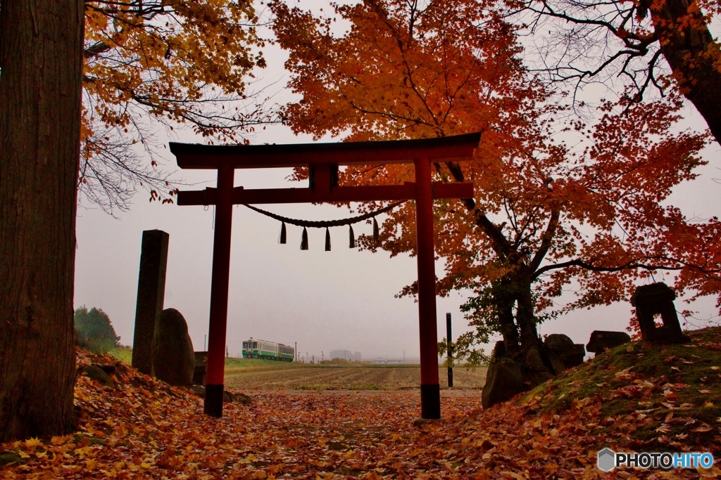 紅葉と神社の鳥居と只見線！