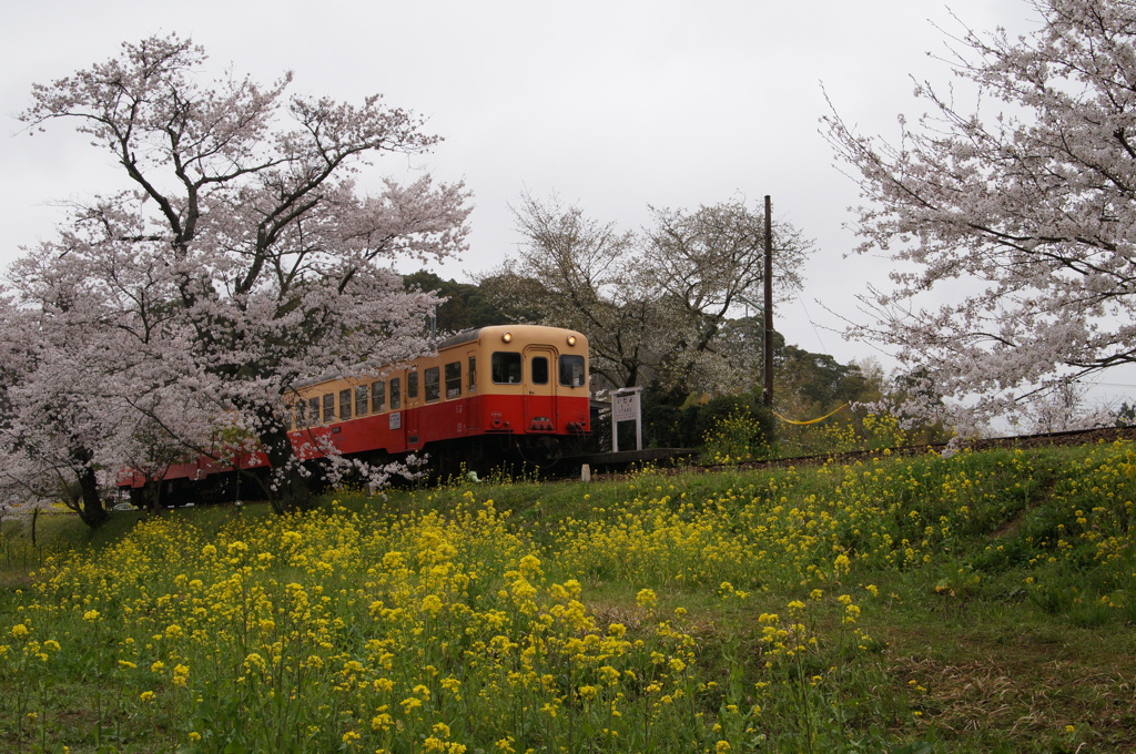 飯給駅桜＆菜の花！②