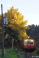 大銀杏の下を進むキハ200！