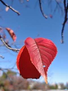 １枚の紅葉！