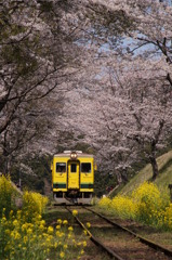 桜トンネルと菜の花ロード！