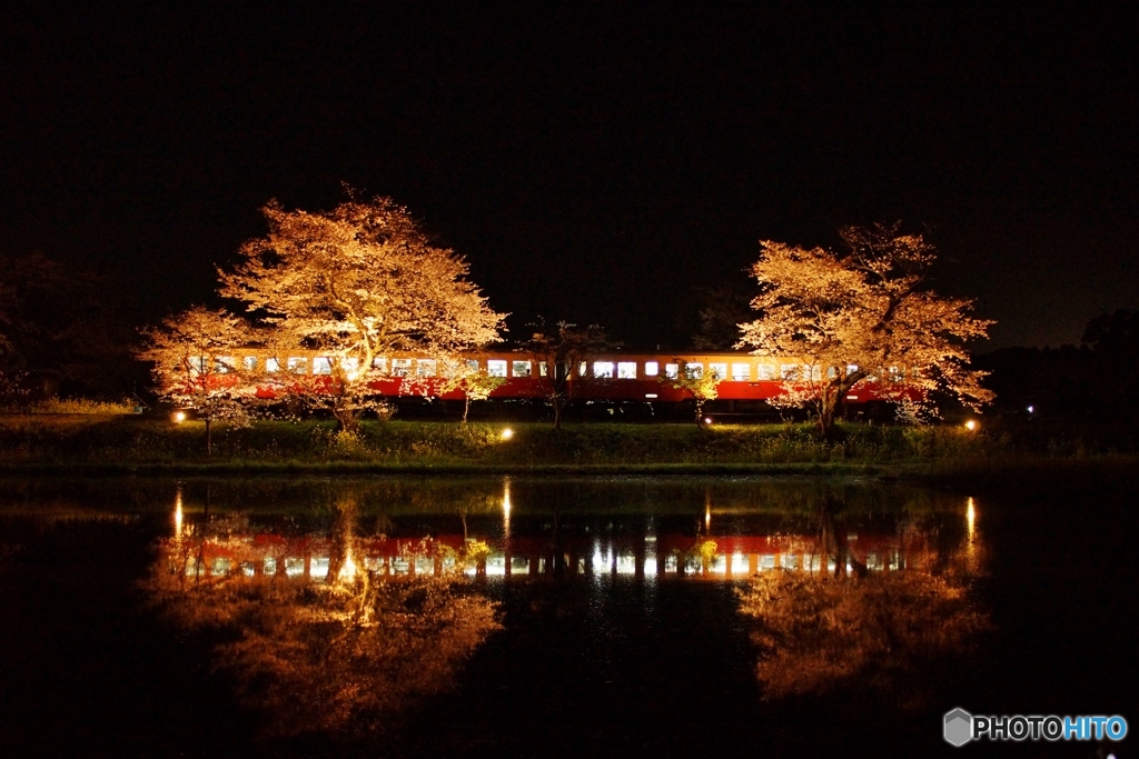 小湊鉄道　飯給駅のライトアップ夜桜！