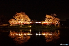 小湊鉄道　飯給駅のライトアップ夜桜！