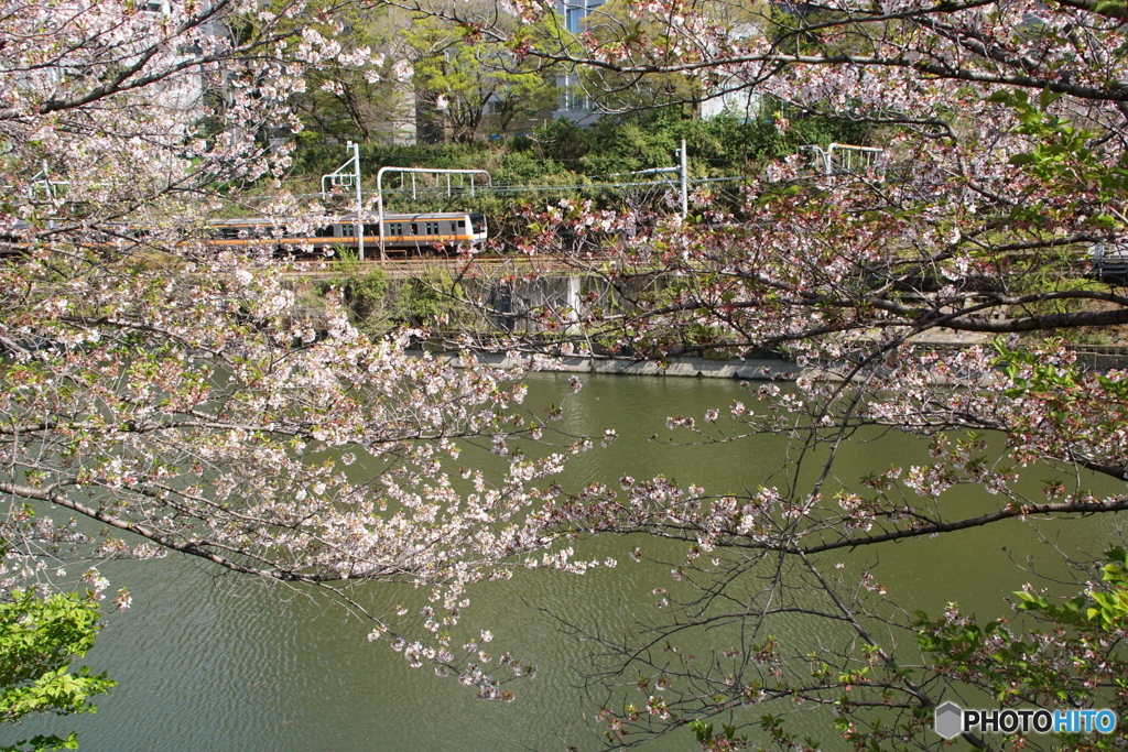 中央線快速電車＆外堀の桜！