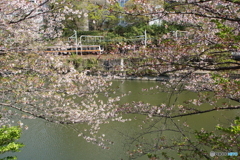 中央線快速電車＆外堀の桜！