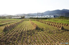 田園風景を走る小田急線！