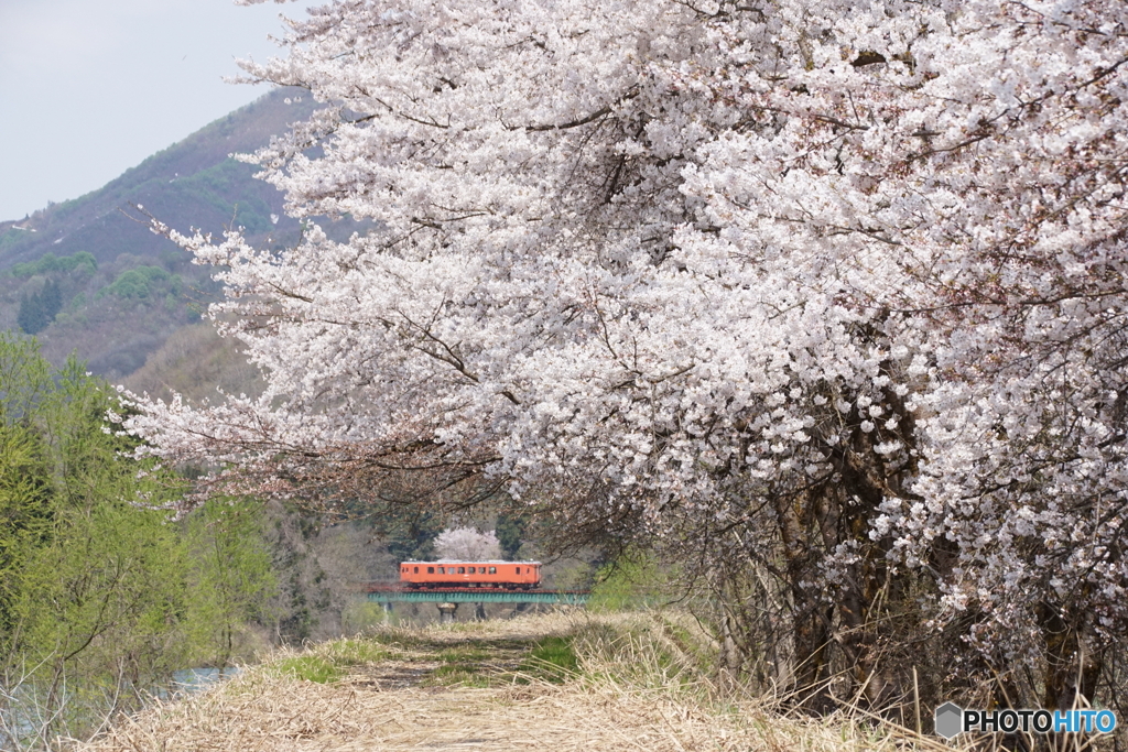 満開の桜にタラコ色のキハ110！
