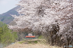 満開の桜にタラコ色のキハ110！