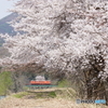 満開の桜にタラコ色のキハ110！