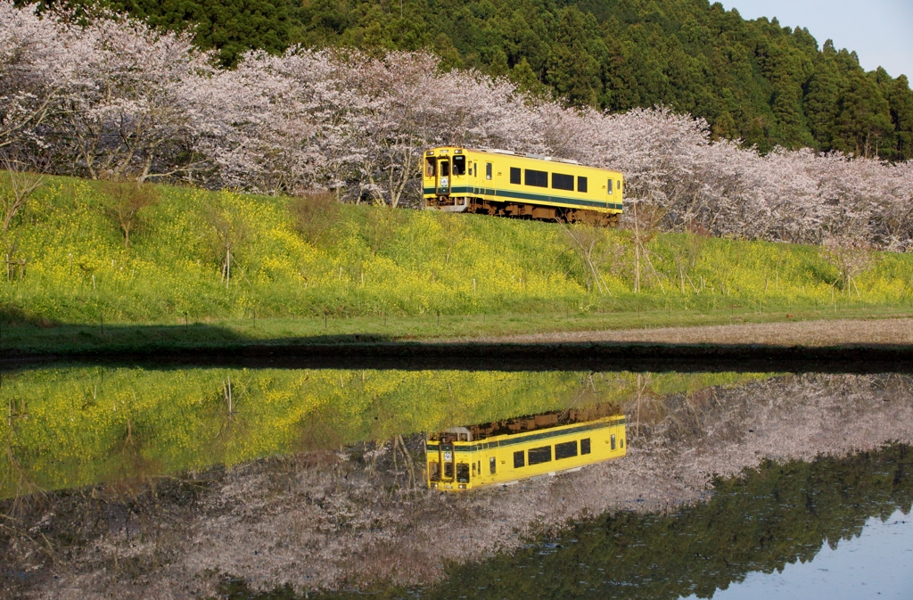 早朝は綺麗な水鏡！