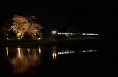 桜がライトアップの駅に進入するキハ200！