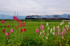 のんびり風景にタチアオイ！