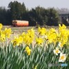春の風物詩「スイセン」！