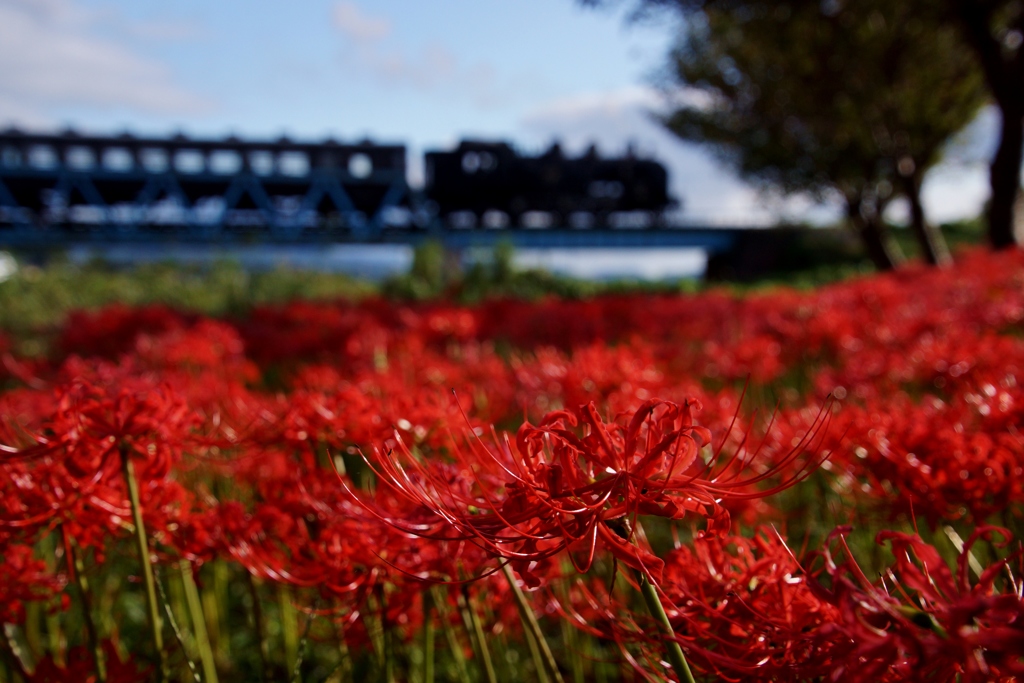 SL真っ赤なジュータンを行く！