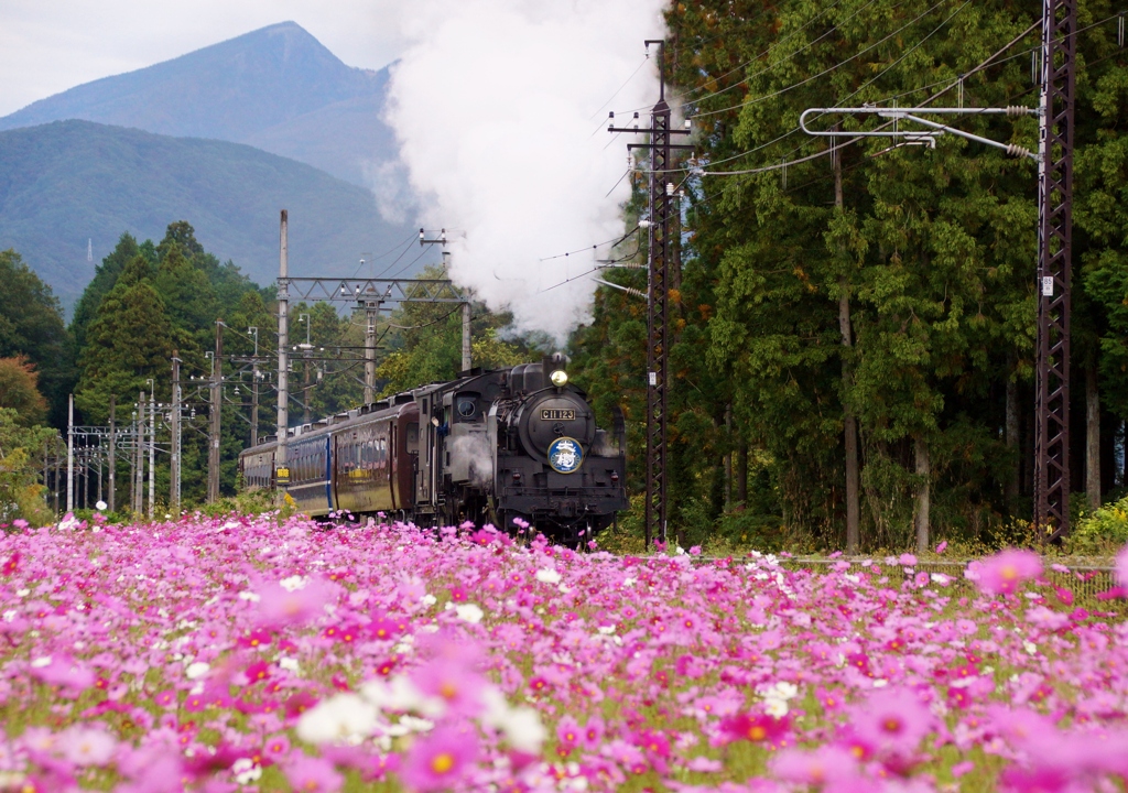 SL「大樹」と一面のコスモスの花！