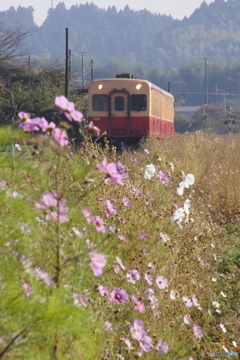 コスモスとキハ200！