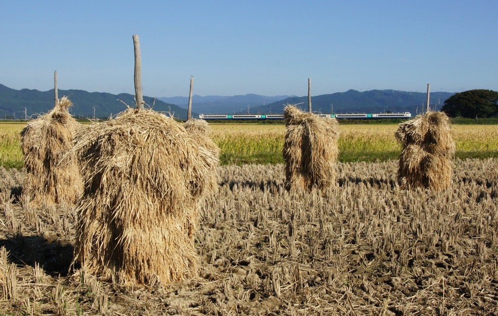 庄内の田園風景
