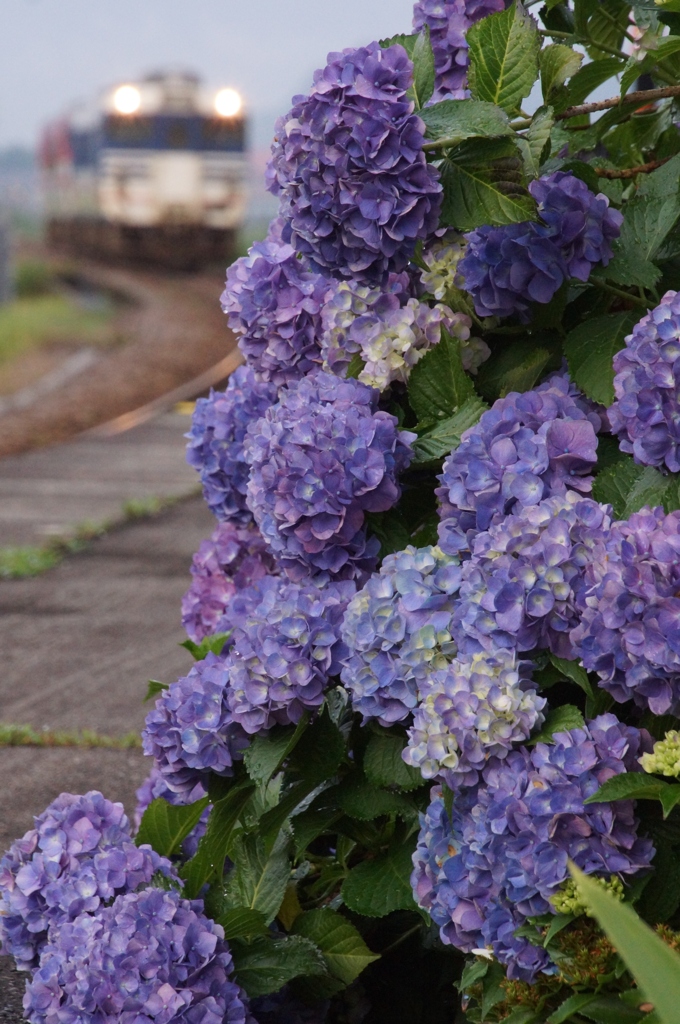 忘れられないキハ40と紫陽花！